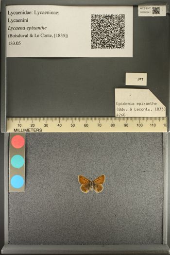 Media type: image;   Entomology 192541